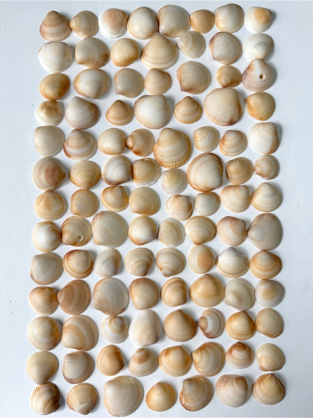 Seashells 100 Bittersweet Clam Shells 1” to 1-1/2” Beach Arts DIY Crafts Decor